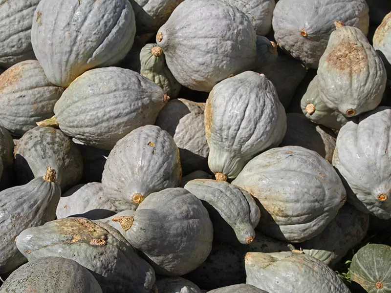 Gray Hubbard Squash