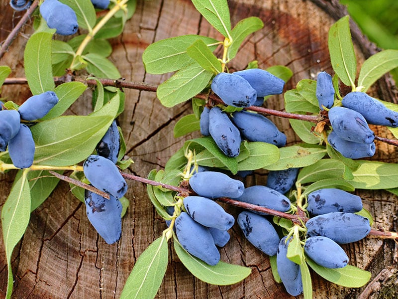 Honeysuckle Bush