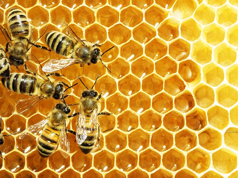 How Did Bees Make Honey