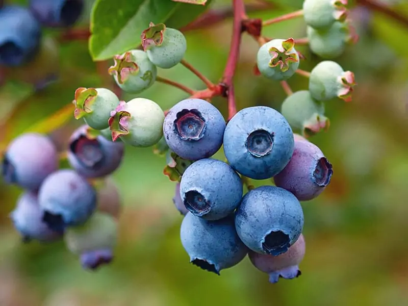 Huckleberry Bush