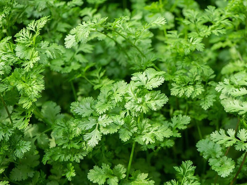 Indian Coriander