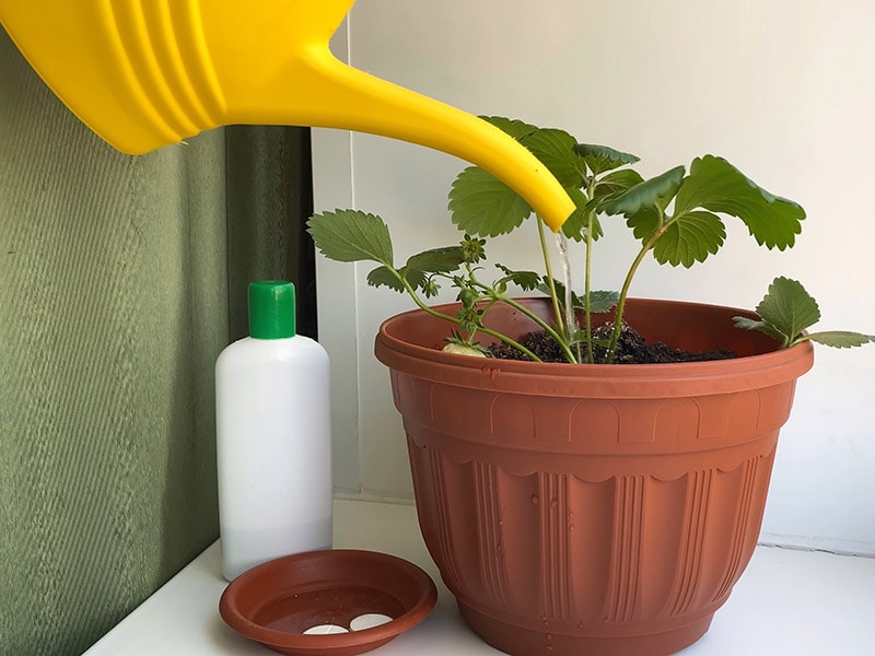 Keep Plants Strawberry
