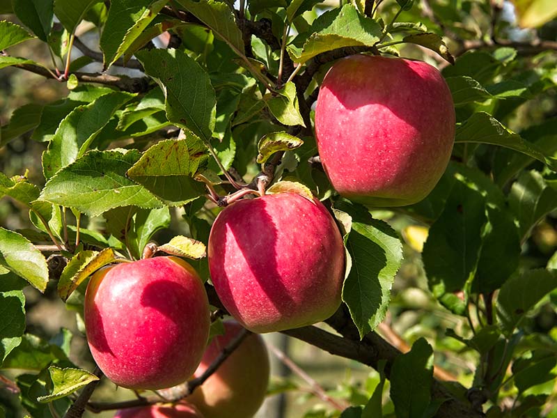 Lady Apples