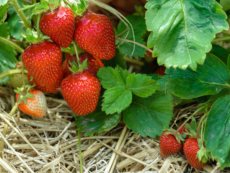 Lets Look Strawberry