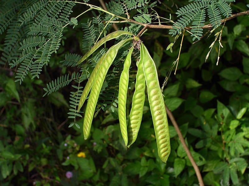 Leucaena Leucocephala