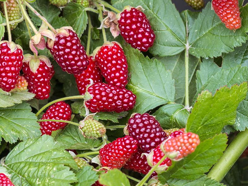 Loganberries Taste