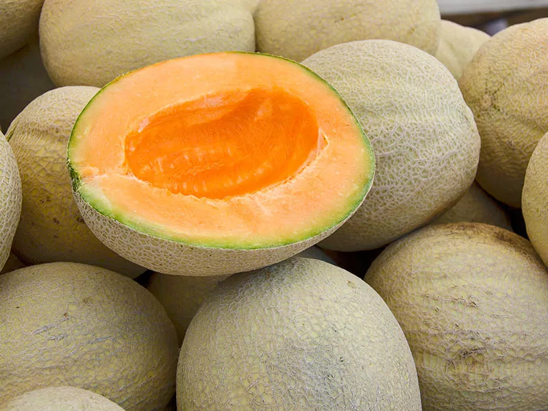 Muskmelon Fruit