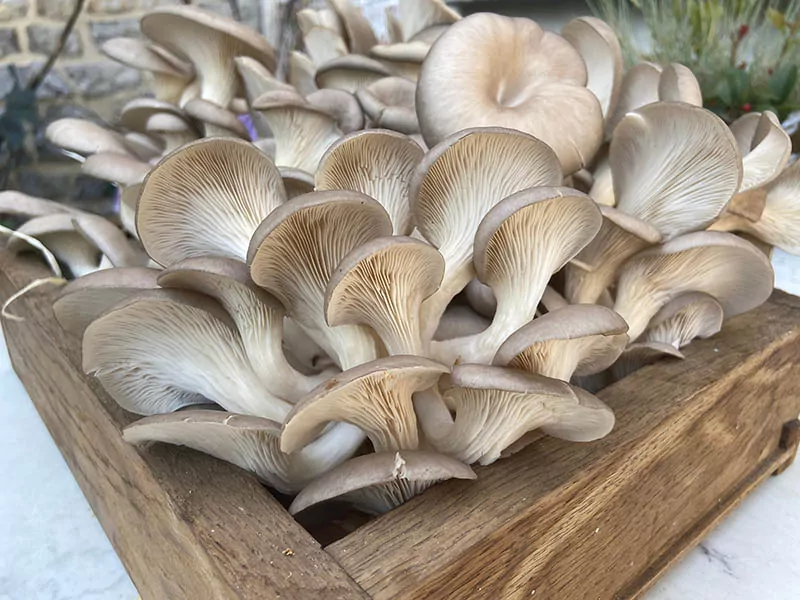 Oyster Mushrooms