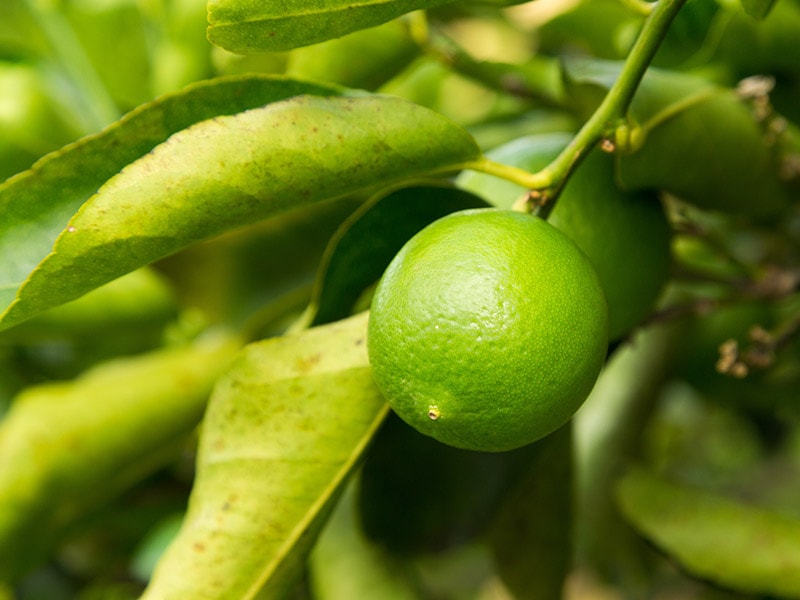 Persian Limes Various Pros