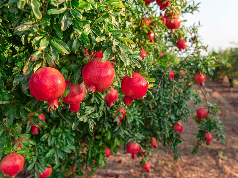 Pomegranate Tree Lifespan