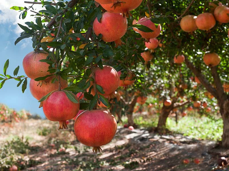 Pomegranates In The Season