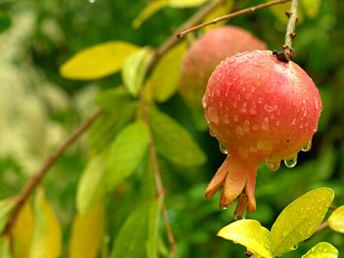 Why Are Pomegranates So Expensive? Insights for 2024