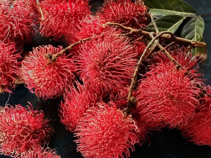 Rambutan Red