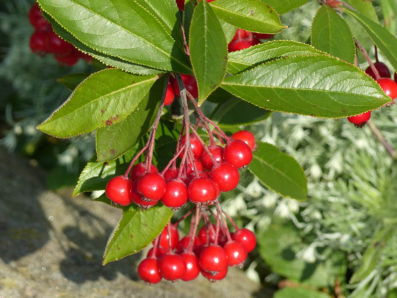 Red Chokeberries