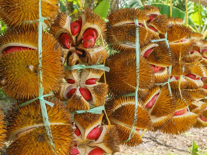 Red Durian Durio