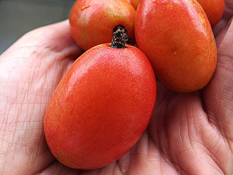 Red Mombin Fruit