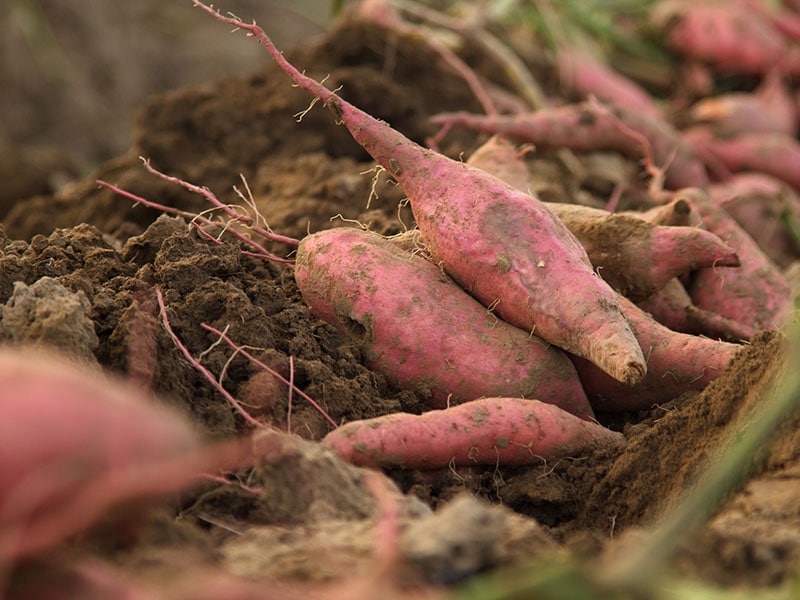 Remember Rinse Sweet Potato