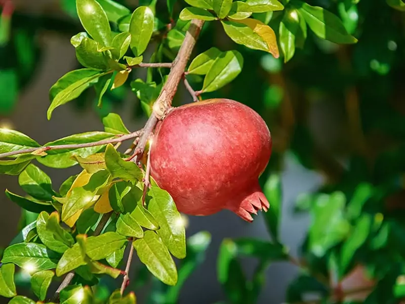 Ripe Socotran Pomegranates