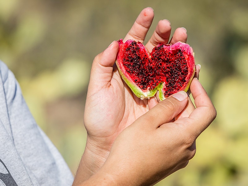 Saguaro Fruit Red