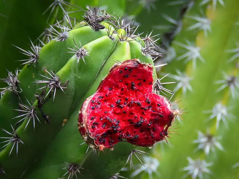 Saguaro Fruit