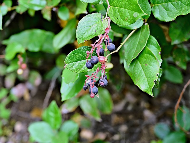 Salal Berries