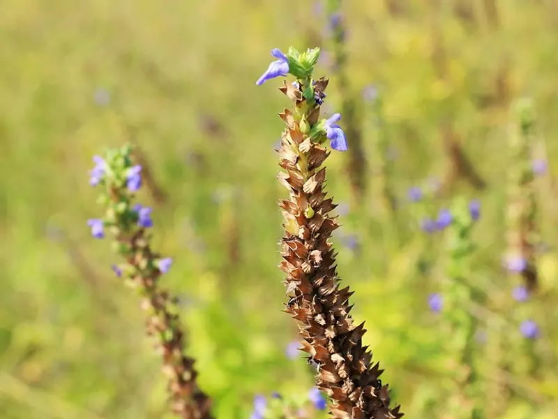 Salvia Hispanica Seeds