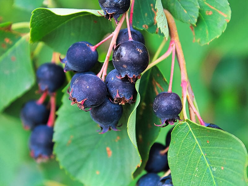 Saskatoon Berry