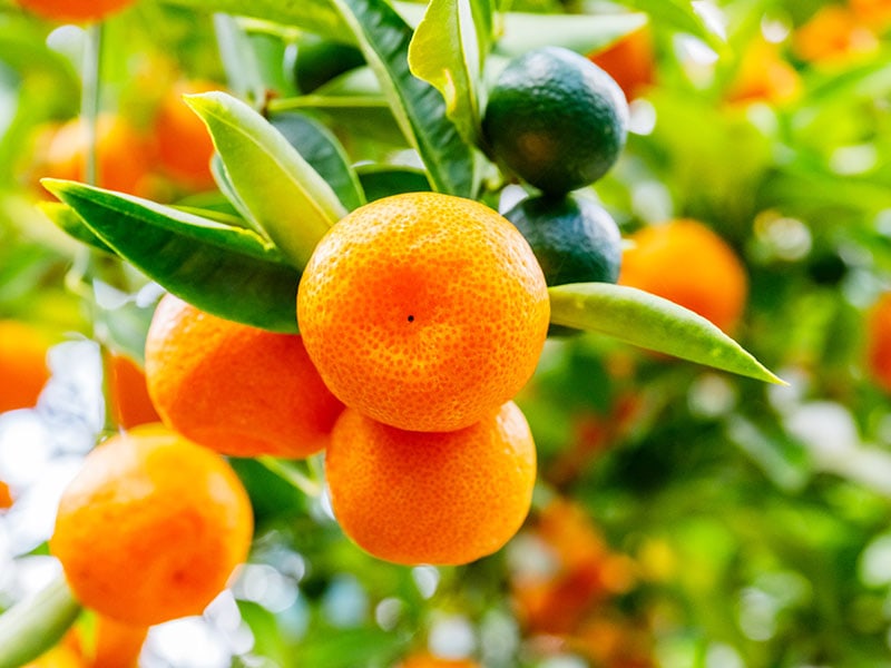 Satsuma Orange Vitamin
