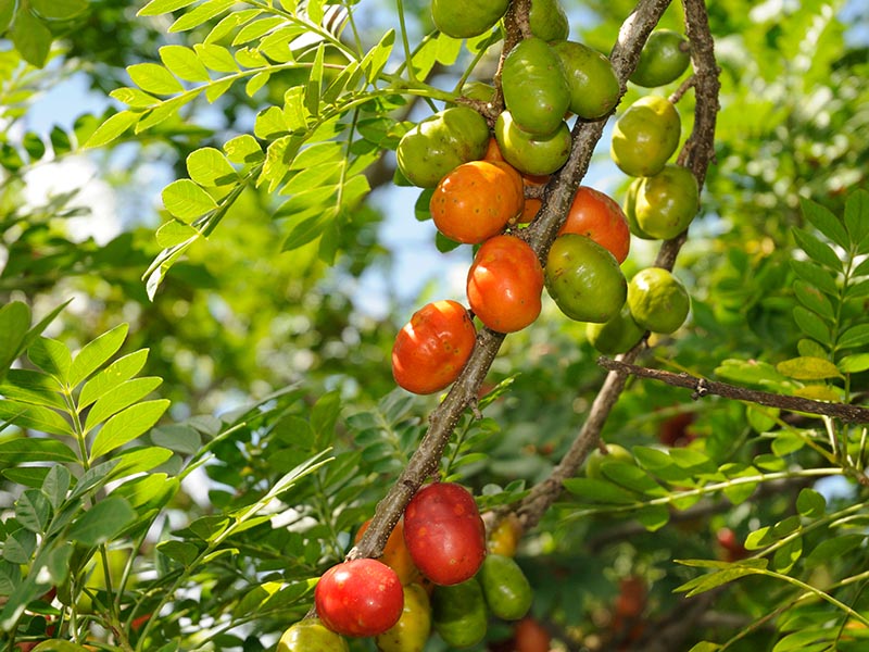 Serigiela Fruit