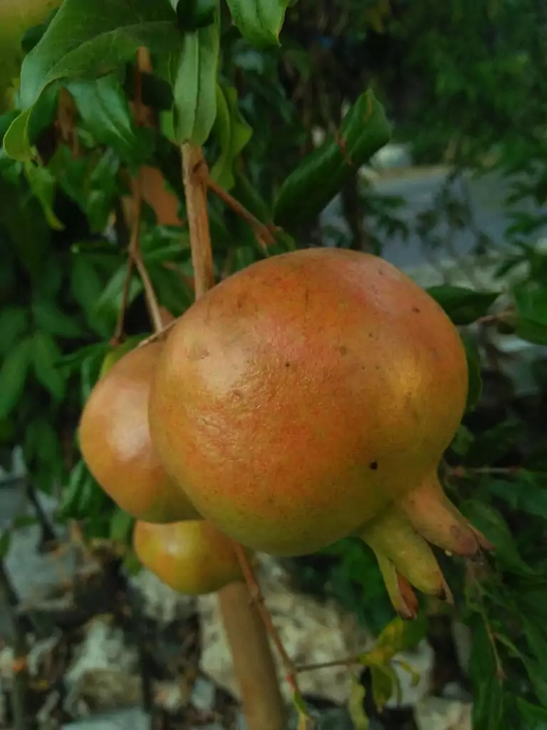 Size Of A Grapefruit