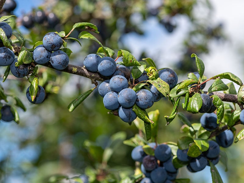 Sloe Berries Fruit