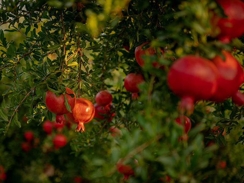 Slow Fruit Production