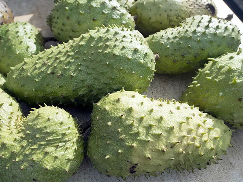 Soursop Hawaiian Tropical Fruit