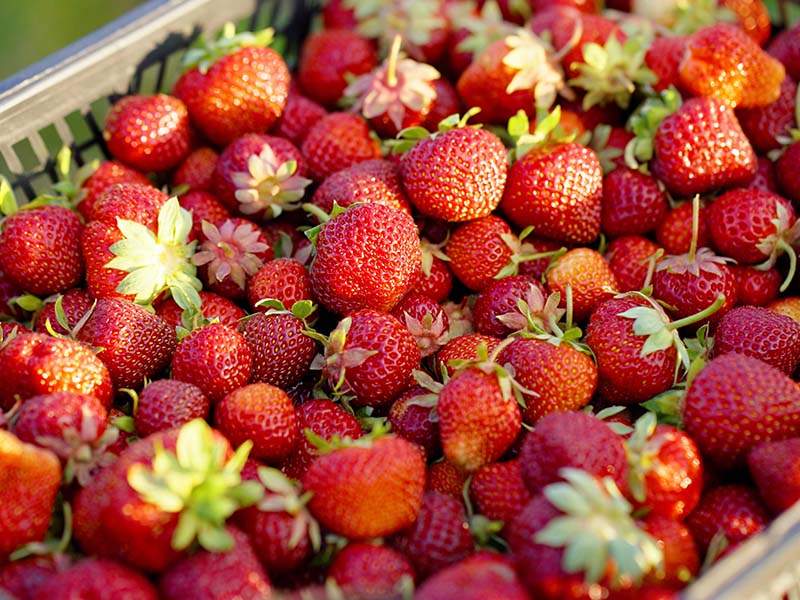 Strawberries Summer