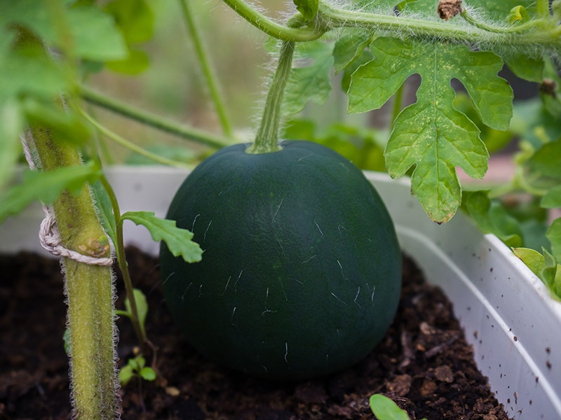 Sugar Baby Watermelon