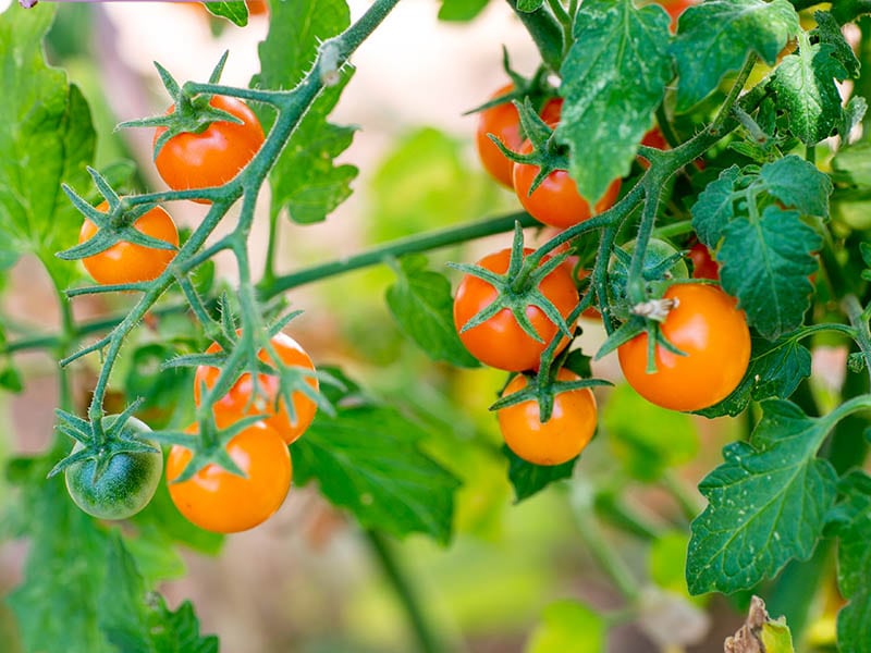 Sungold Tomato Cherry