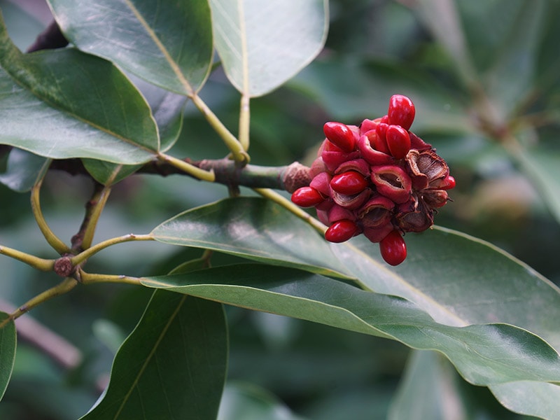 Sweetbay Magnolia Fruit