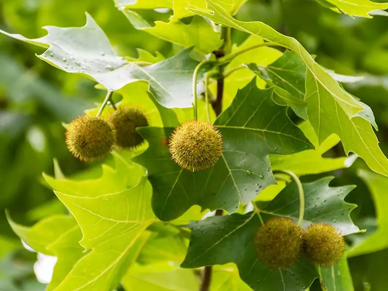 Sycamore Fruit