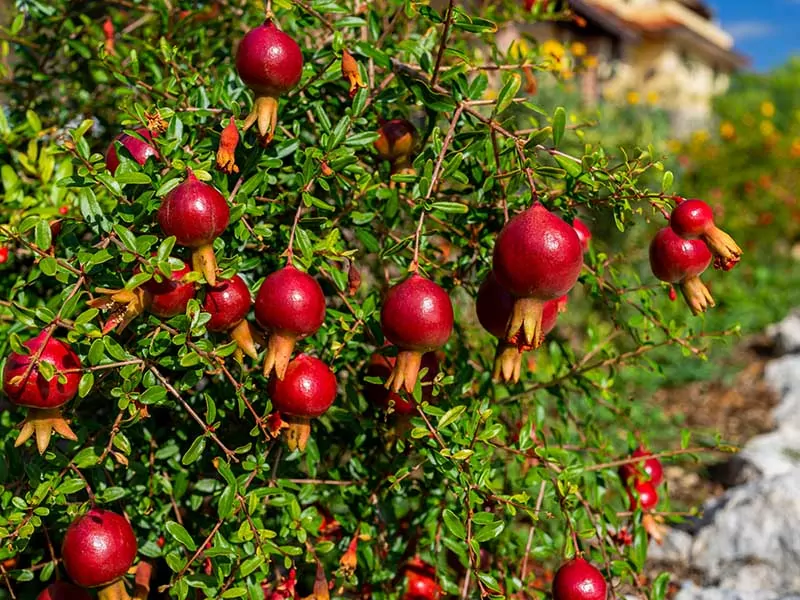 The Dwarf Variety