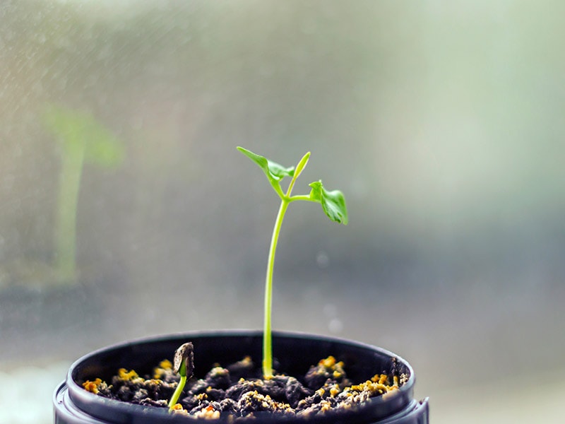 The Pomegranate Seedling