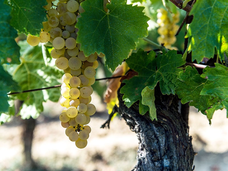 The Vernaccia Grape