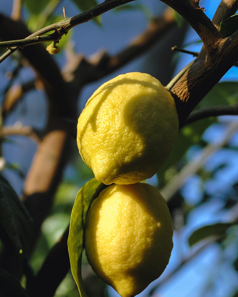 The Villafranca Lemon