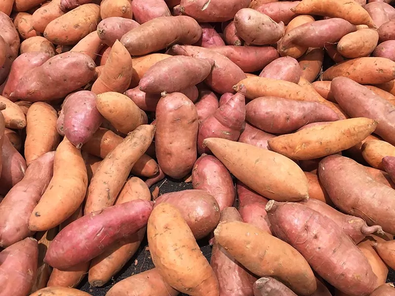 Time Bake Sweet Potatoes