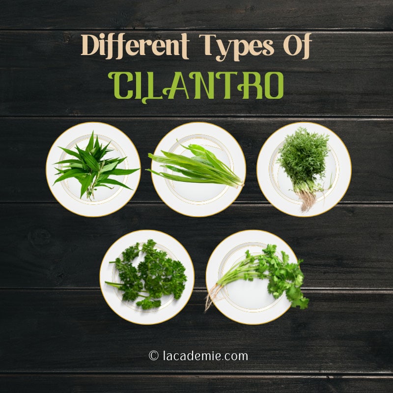 Type Of Cilantro