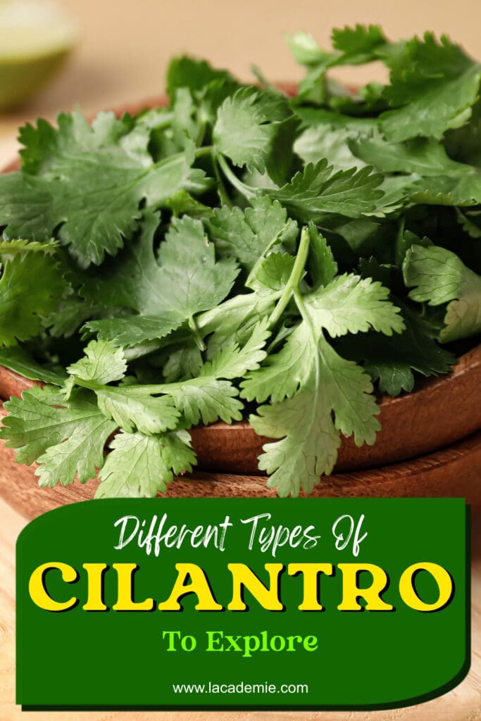 Types Of Cilantro