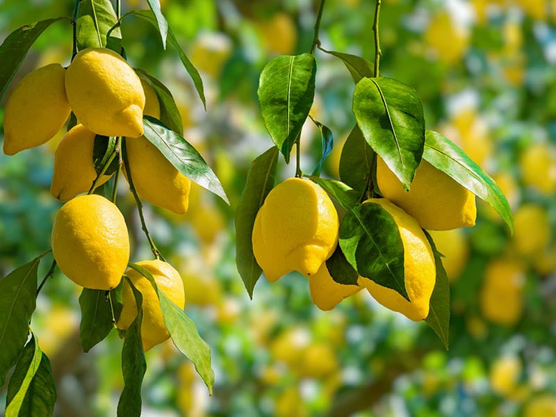 Types Of Lemons