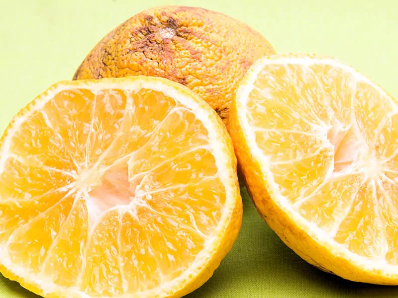 Ugli Fruits Mandarin