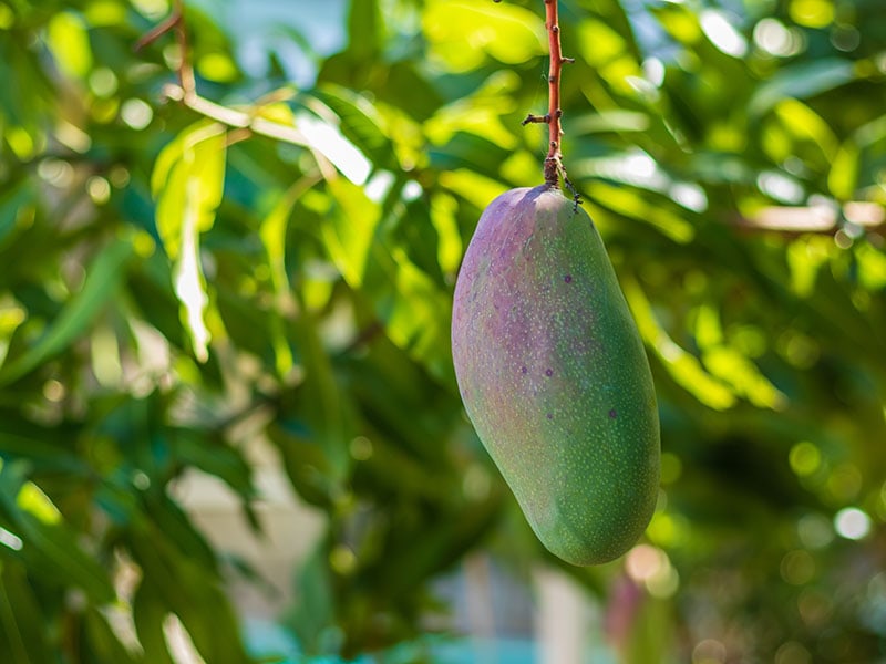 Valencia Pride Mango