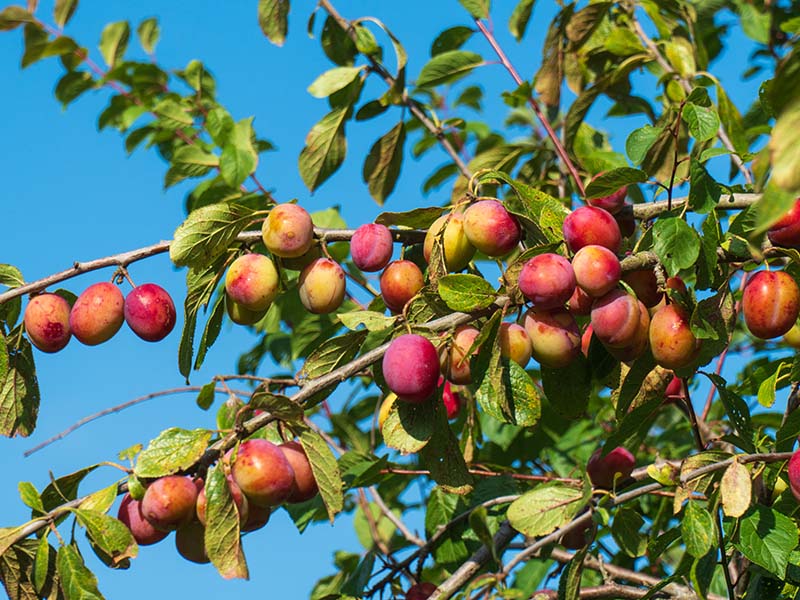 Victoria Plum