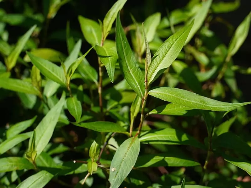 Vietnamese Cilantro